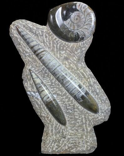 Fossil Goniatite & Orthoceras Sculpture - #71650